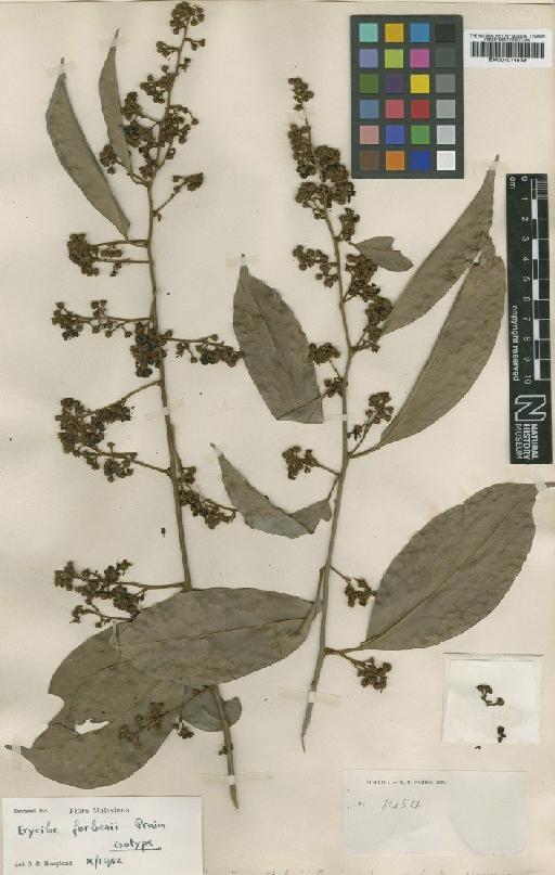 Erycibe forbesii Prain - BM001014539