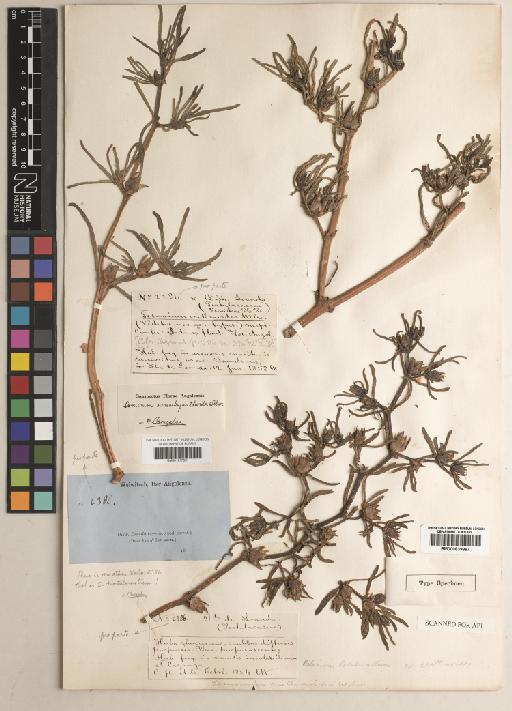 Sesuvium mesembryanthoides Welw. - BM001217831
