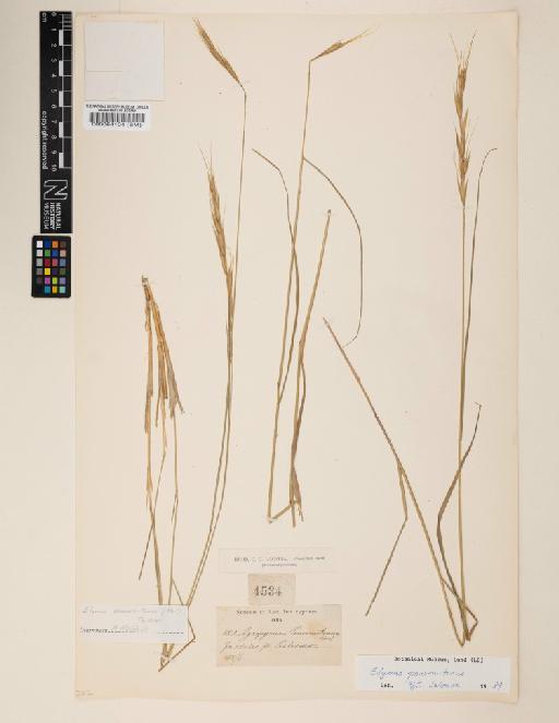 Elymus panormitanus (Parl.) Tzvelev - 000064104