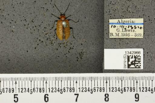 Lilioceris (Lilioceris) lilii stercoraria (Linnaeus, 1767) - BMNHE_1342966_13093