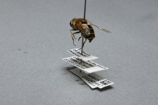 Eristalis (Eoseristalis) nemorum (Linnaeus, 1758) - 010265447_additional_2