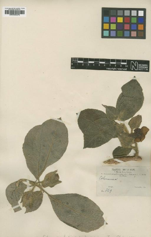 Drymonia latisepala (Rusby) Leeuwenb. - BM000992275