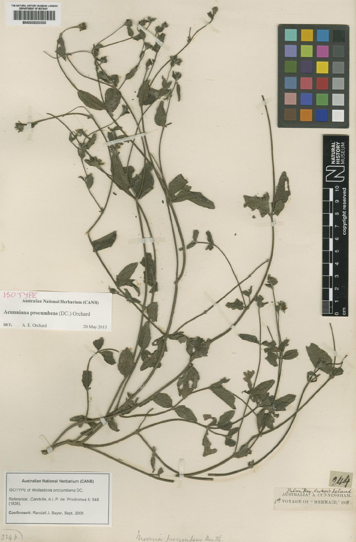 To NHMUK collection (Acunniana procumbens (DC.) Orchard; Isotype; NHMUK:ecatalogue:4969219)