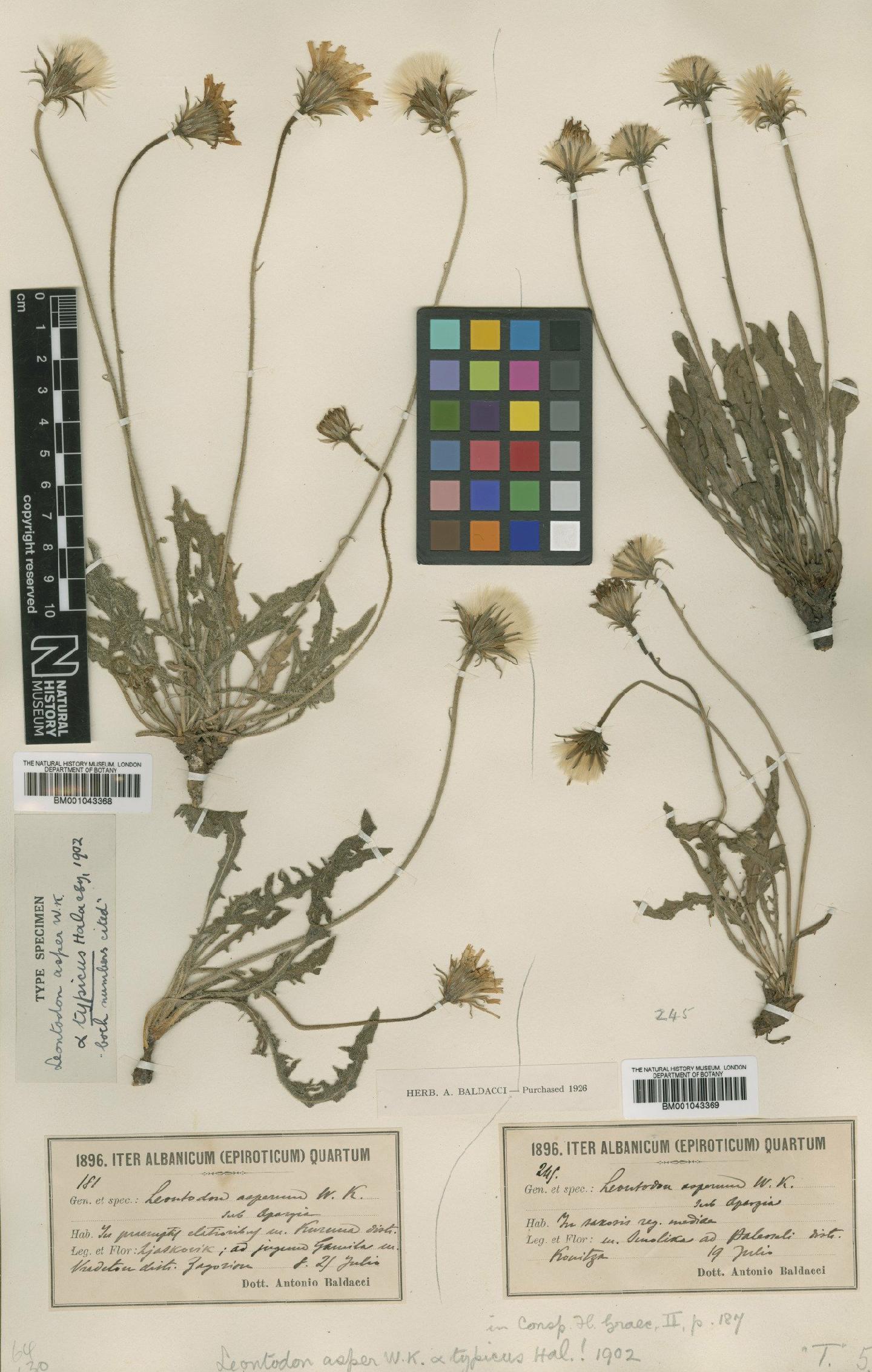 To NHMUK collection (Leontodon crispus subsp. crispus Vill.; Type; NHMUK:ecatalogue:1995932)