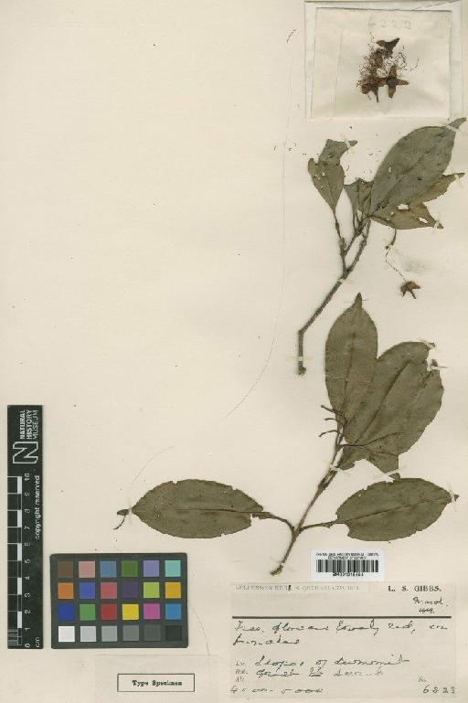 Eugenia erythrodoxa S.Moore - BM001015454