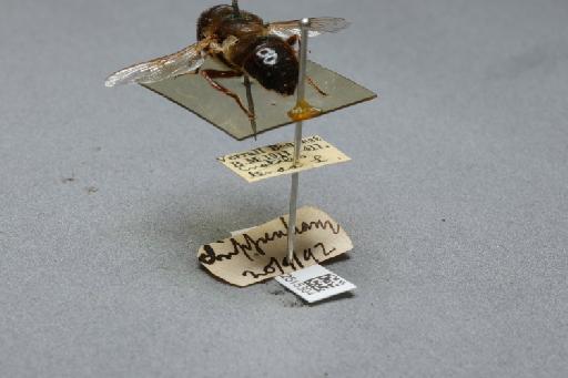 Eristalis (Eristalis) tenax (Linnaeus, 1758) - 012515304_additional_2