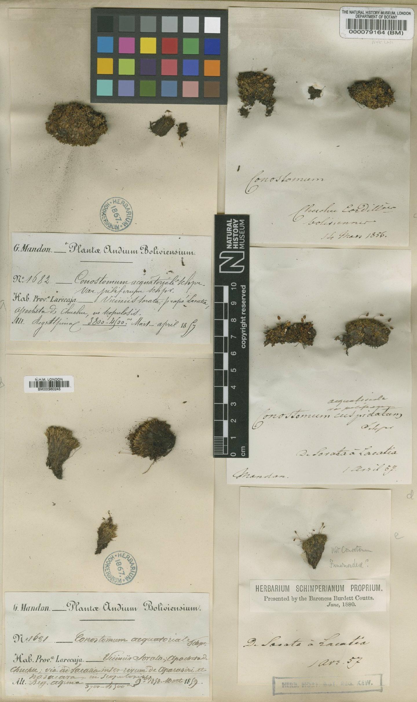 To NHMUK collection (Conostomum pentastichum (Brid.) Lindb.; Isotype; NHMUK:ecatalogue:602496)
