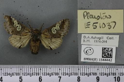 Diloba caeruleocephala (Linnaeus, 1758) - BMNHE_1544442_259477