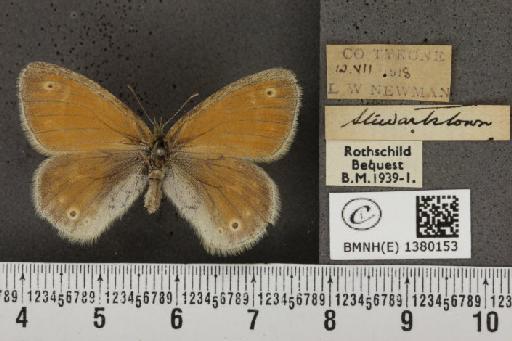 Coenonympha tullia polydama (Haworth, 1803) - BMNHE_1380153_160909