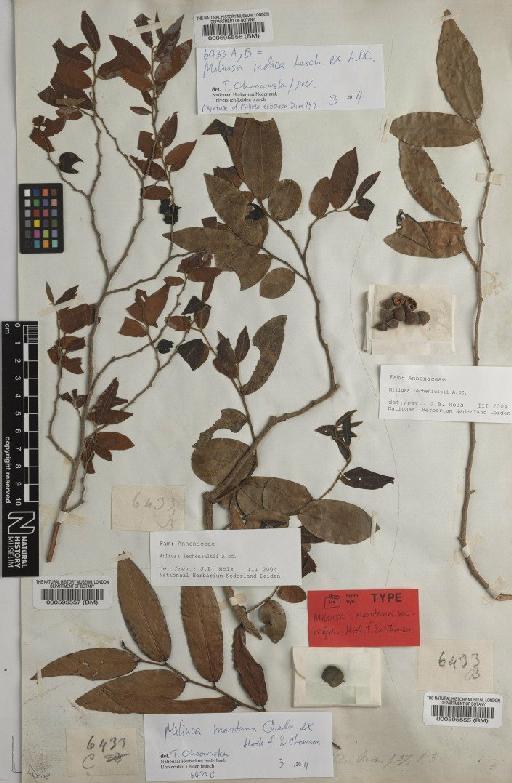 Miliusa indica Lesch. ex A.DC. - BM000595555