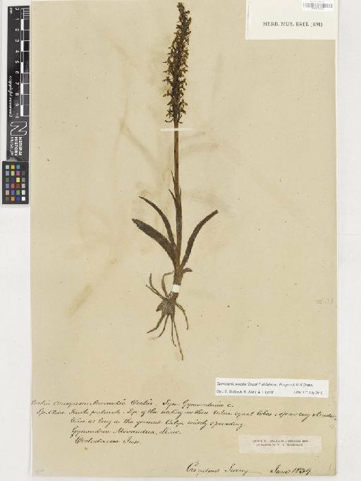 Gymnadenia borealis (Druce) R.M.Bateman, Pridgeon & M.W.Chase - BM001165559