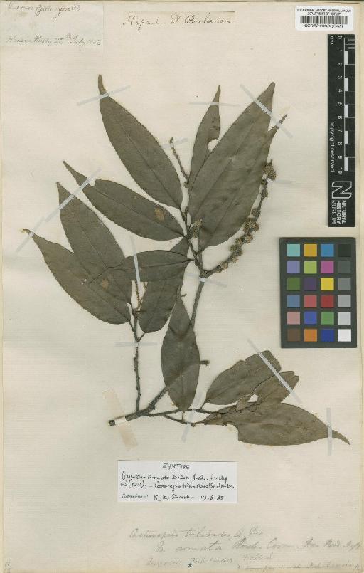 Castanopsis tribuloides (Sm.) A.DC. - BM000521988