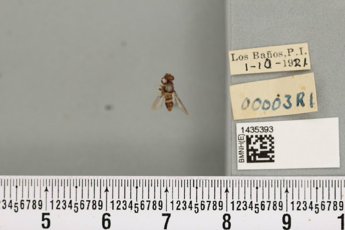 Bactrocera luzonae
