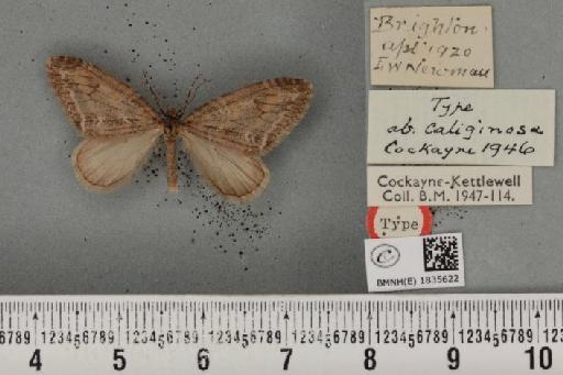 Trichopteryx polycommata ab. caliginosa Cockayne, 1946 - BMNHE_1835622_408837