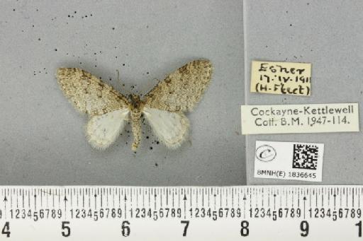 Trichopteryx carpinata ab. obscura Lempke, 1950 - BMNHE_1836645_409682