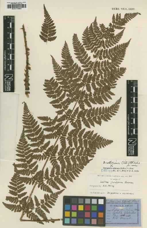 Dryopteris × deweveri (J.T.Jansen & Wacht.) J.T.Jansen & Wacht. - BM001066203