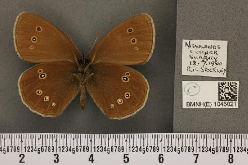 Aphantopus hyperantus ab. parvipunctata Castle-Russell, 1950 - BMNHE_1046021_22696