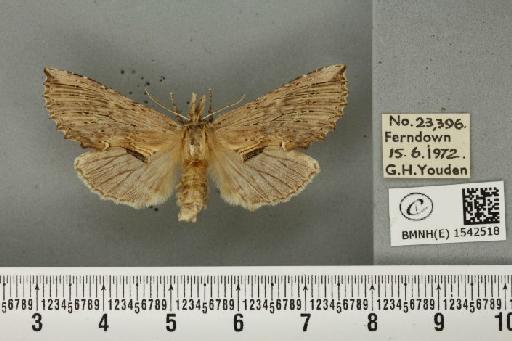 Pterostoma palpina palpina (Clerck, 1759) - BMNHE_1542518_246781