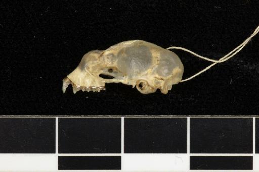 Hipposideros muscinus - 1886_11_3_10-Phyllorhina_muscina-Syntype-Skull-lateral