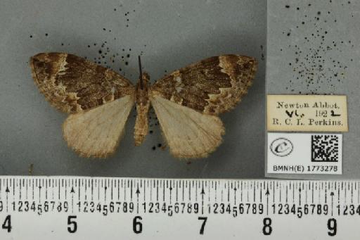 Dysstroma truncata truncata (Hufnagel, 1767) - BMNHE_1773278_348127