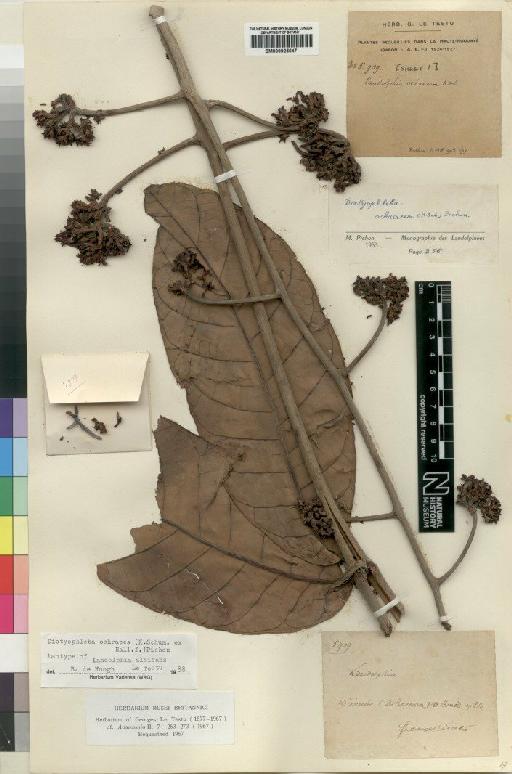 Dictyophleba ochracea Pichon - BM000925647