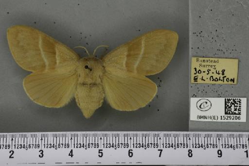 Macrothylacia rubi (Linnaeus, 1758) - BMNHE_1529206_196642