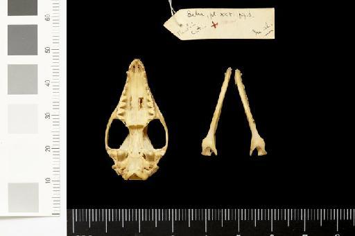 Didelphys brevicaudata Erxleben, 1777 - 1867.4.12.540_Skull_Ventral