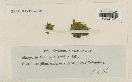 Amphidium californicum (Hampe ex Müll.Hal.) Broth. - BM000671381