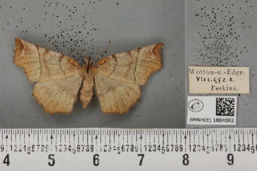 Selenia dentaria (Fabricius, 1775) - BMNHE_1884092_444372