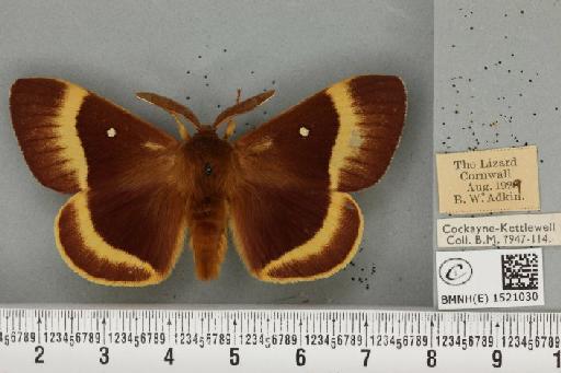 Lasiocampa quercus quercus (Linnaeus, 1758) - BMNHE_1521030_194400