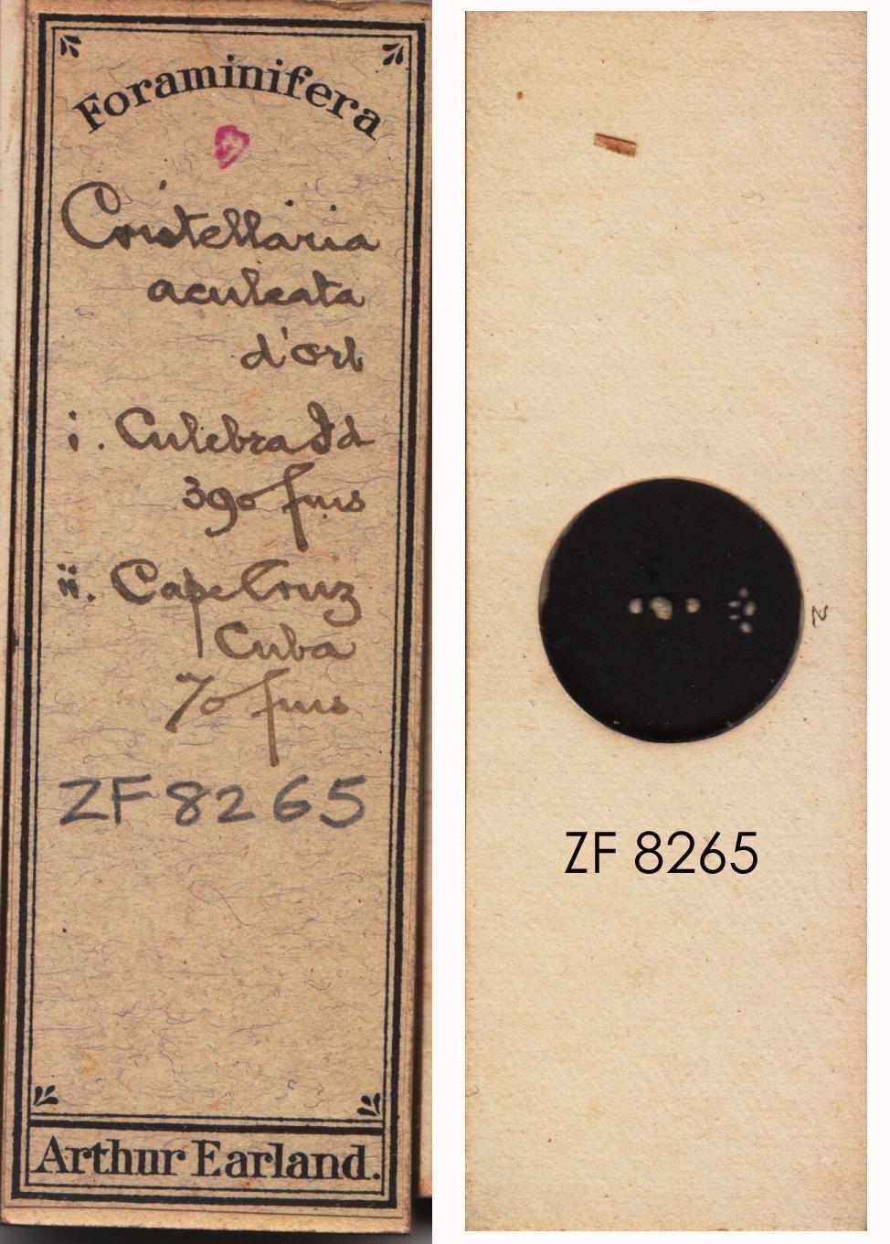 To NHMUK collection (Cristellaria aculeata Orbigny, 1826; NHMUK:ecatalogue:9143453)