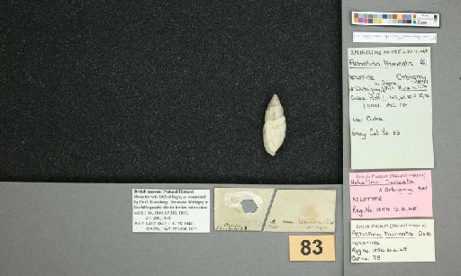 Achatina truncata A.D.Orb., 1841 - 015289634_additional.jpg