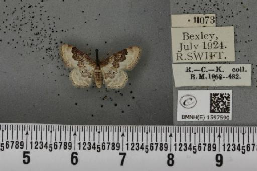 Idaea rusticata (Denis & Schiffermüller, 1775) - BMNHE_1597590_261411