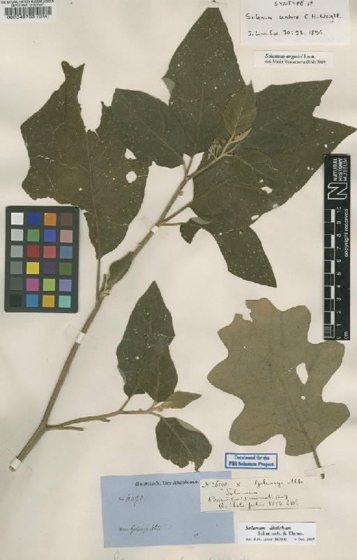 Solanum anguivi Lam. - BM000049733