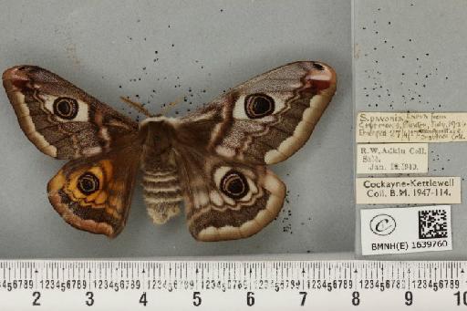 Saturnia pavonia (Linnaeus, 1758) - BMNHE_1639760_203728