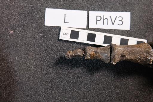 Mantellisaurus atherfieldensis (Hooley, 1925) - R5764-Mantellisaurus_R5764_Left_PhV3-2