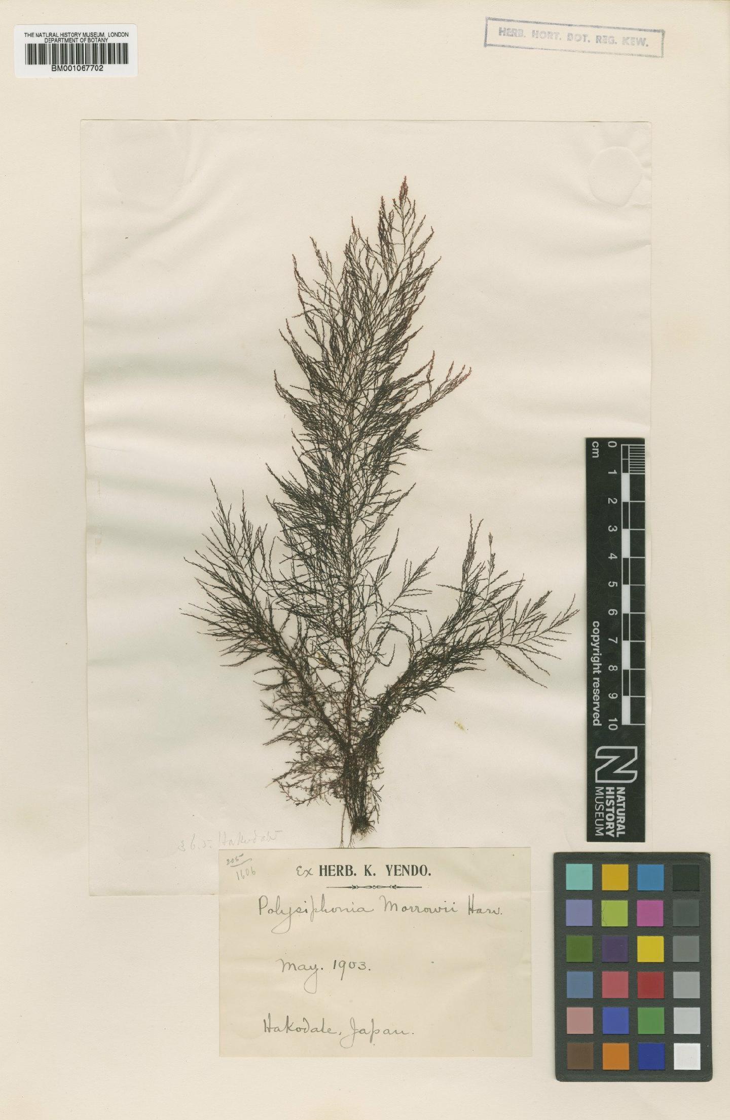 To NHMUK collection (Polysiphonia morrowii Harv.; Syntype; NHMUK:ecatalogue:2311784)