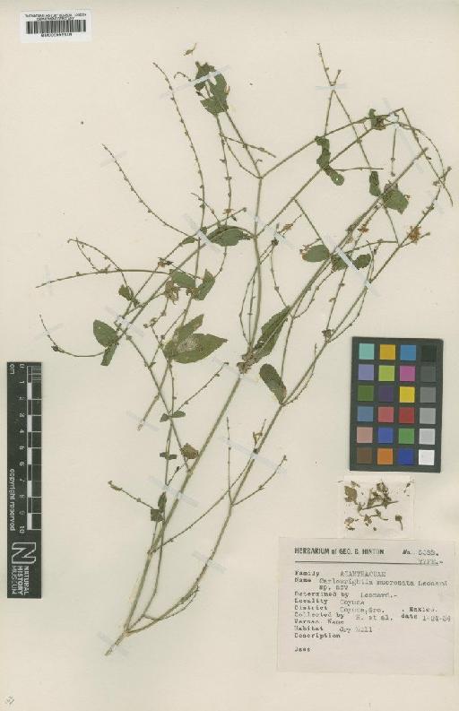 Carlowrightia mucronata Leonard - BM000992516