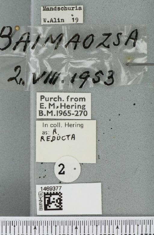 Rhagoletis reducta Hering, 1936 - BMNHE_1469377_label_42864