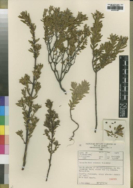 Leucadendron rourkei I.Williams - BM000910587