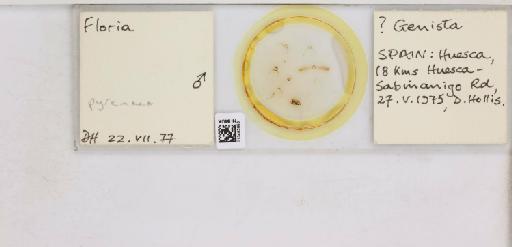 Livilla pyrenaea Mink, 1859 - 013483850_117201_1146393_157674_NonType