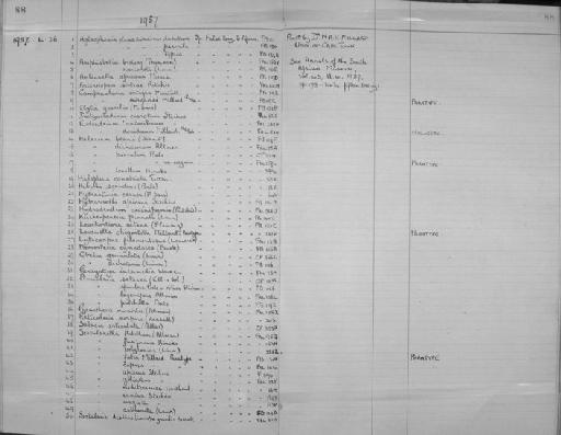 Clytia gracilis (Sars, 1851) - Zoology Accessions Register: Coelenterata: 1951 - 1958: page 88