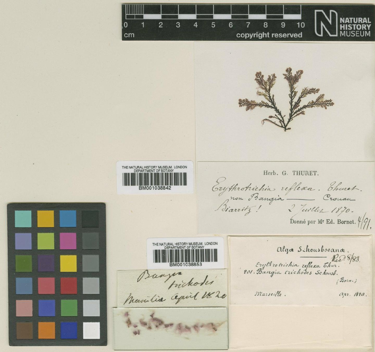 To NHMUK collection (Erythrotrichia reflexa (P.Crouan & H.Crouan) Thuret ex De Toni; TYPE; NHMUK:ecatalogue:682015)