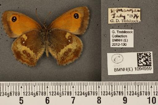 Pyronia tithonus britanniae (Verity, 1914) - BMNHE_1094959_2353