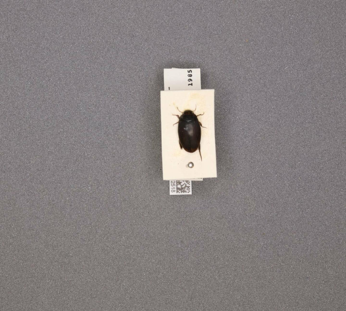 Agabus nevadensis