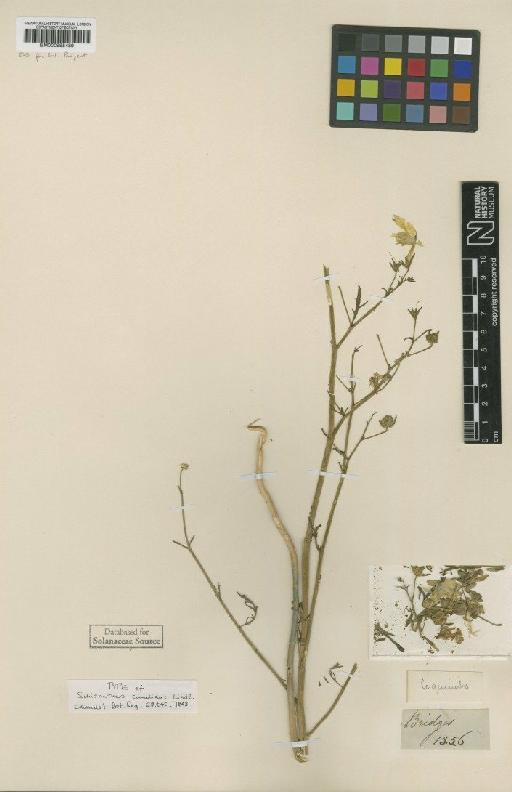 Schizanthus candidus Lindl. - BM000995489