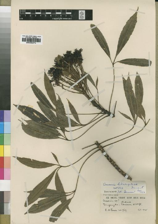 Schefflera lukwangulensis (Tennant) Bernardi - BM000902773