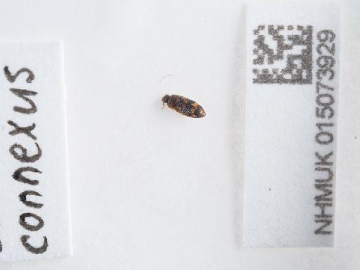 Litargus (Litargus) connexus (Geoffroy in Fourcroy, 1785) - 015073929_3