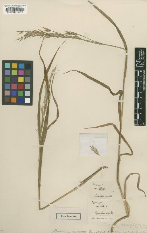 Bromus carinatus Hook. & Arn. - BM000578895