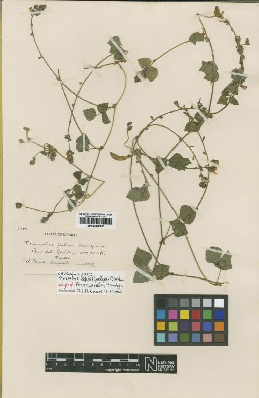 Phaseolus leptostachyus Benth. - BM000898067